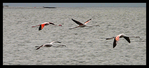 flamants roses